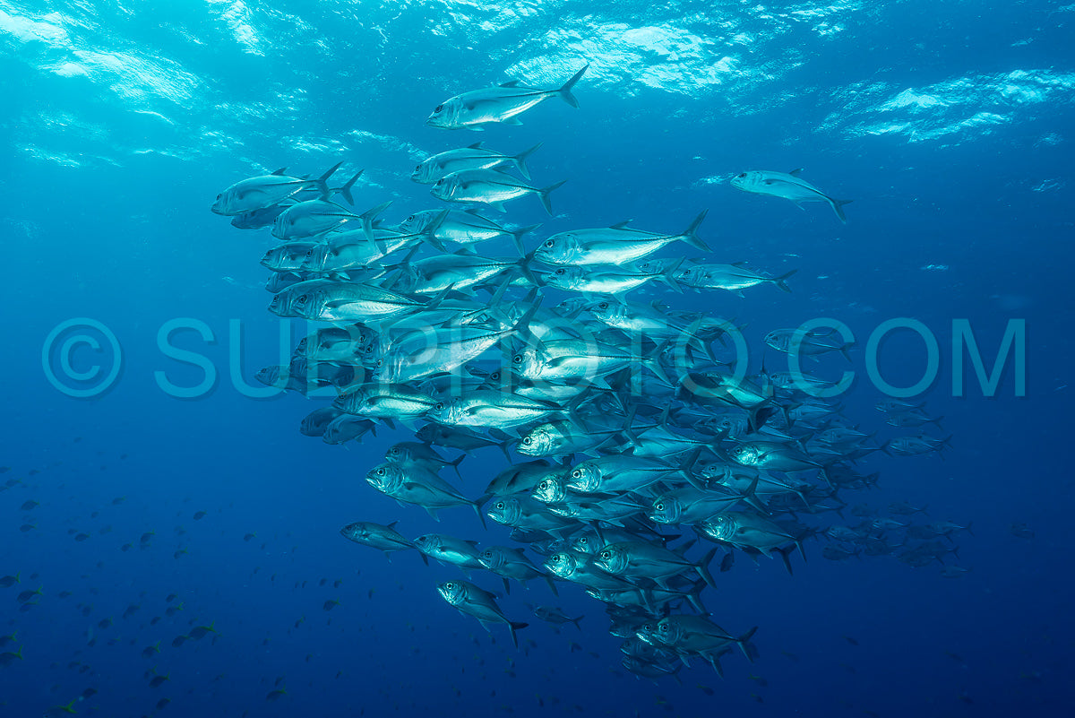 school of bigeye trevally jack fish