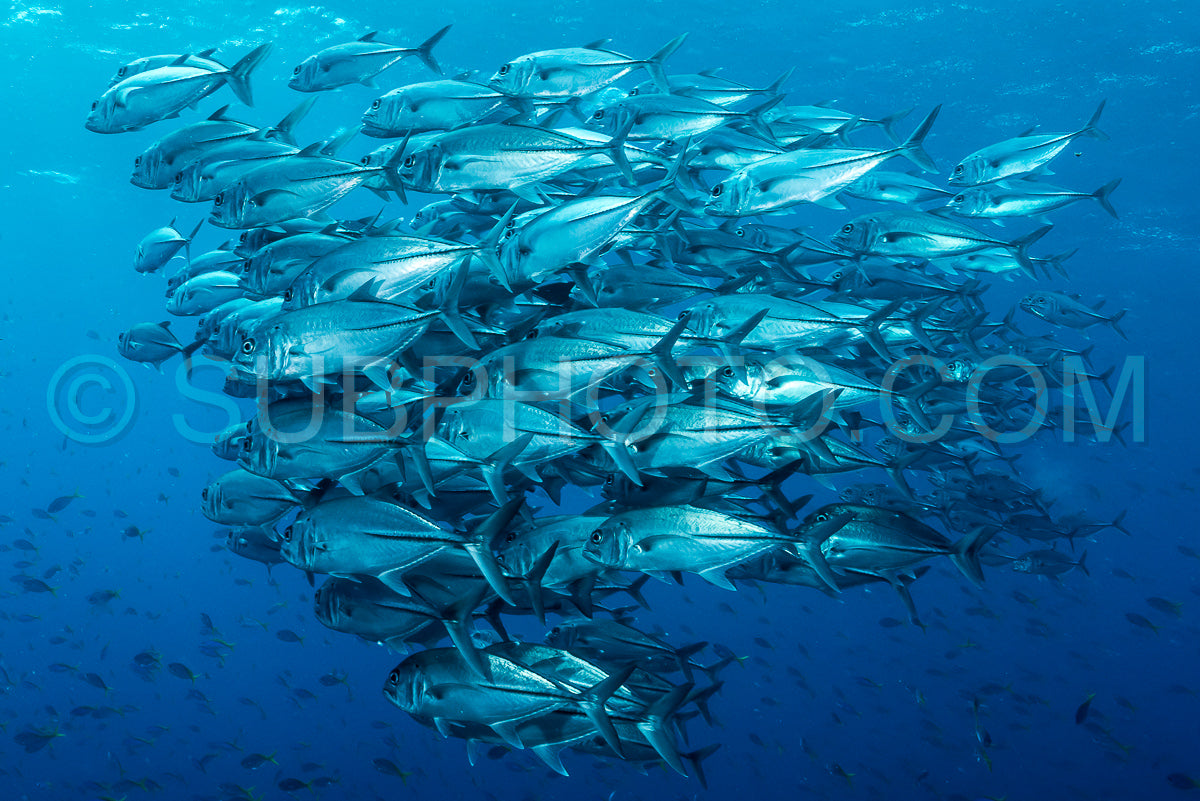school of bigeye trevally jack fish