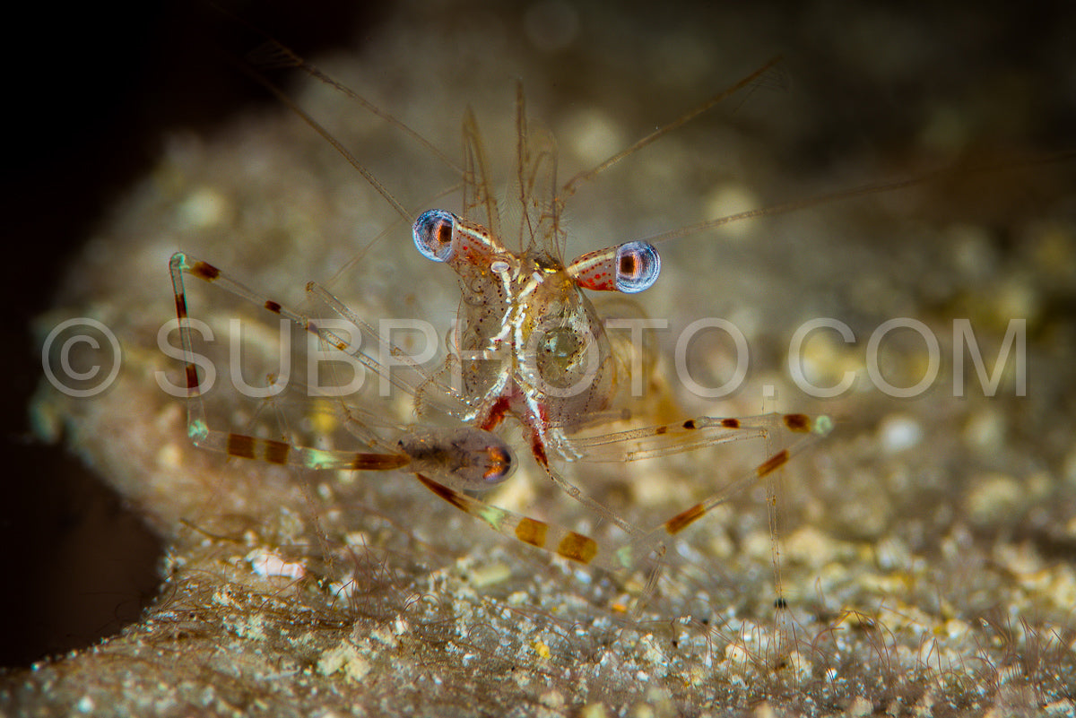 Photo de indéterminée alimentation des crevettes comensales
