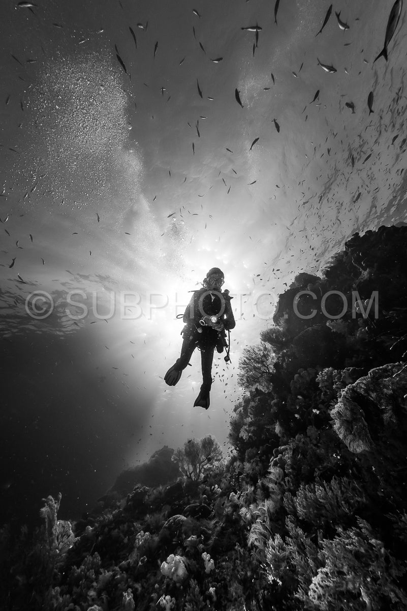 Photo de femme plongeant sous l'eau sur un récif tropical coloré avec des gorgones, des coraux et des éponges à Rajat Ampat, en Indonésie.