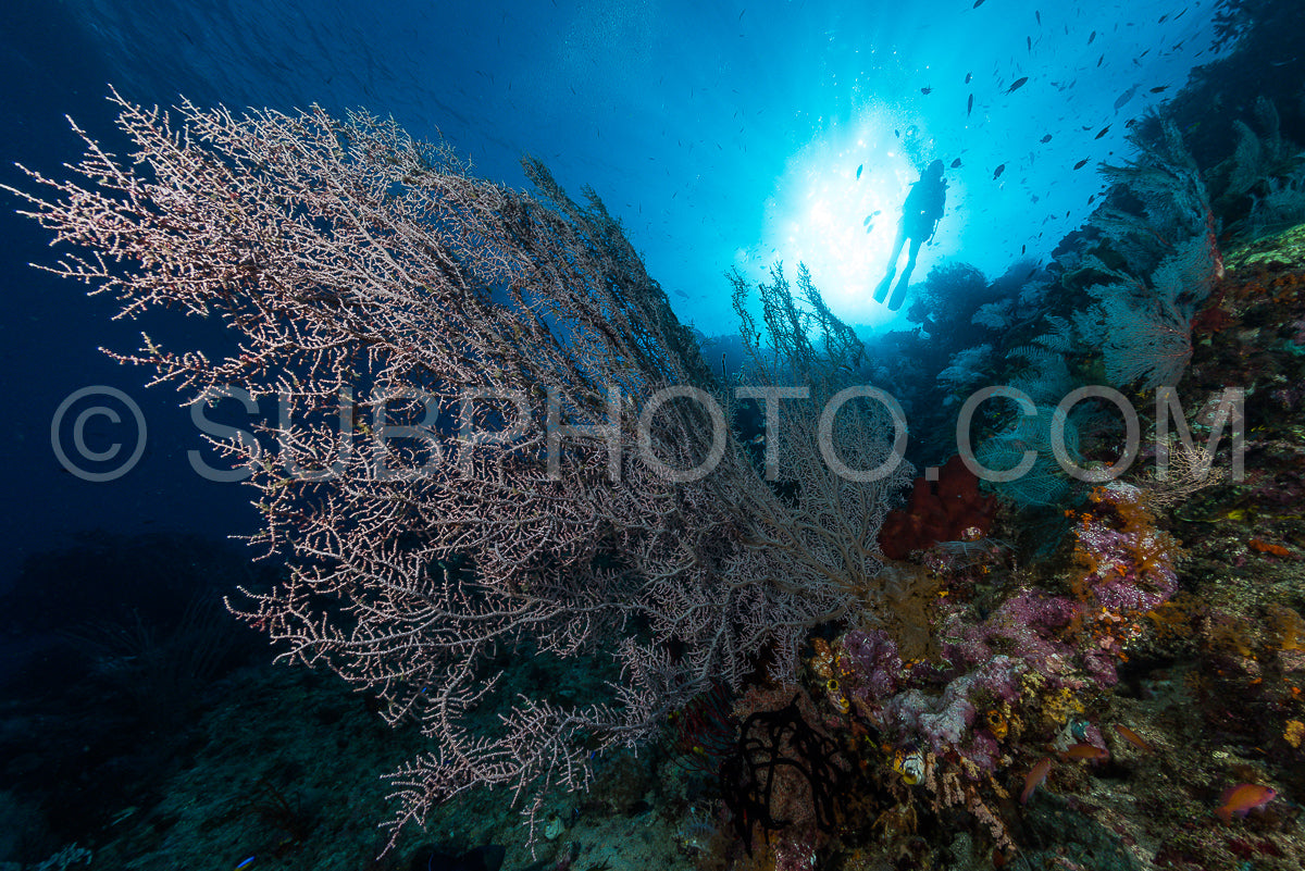 sea fan or gorgonian on the slope of a coral reef with visible water surface and fish and woman diver