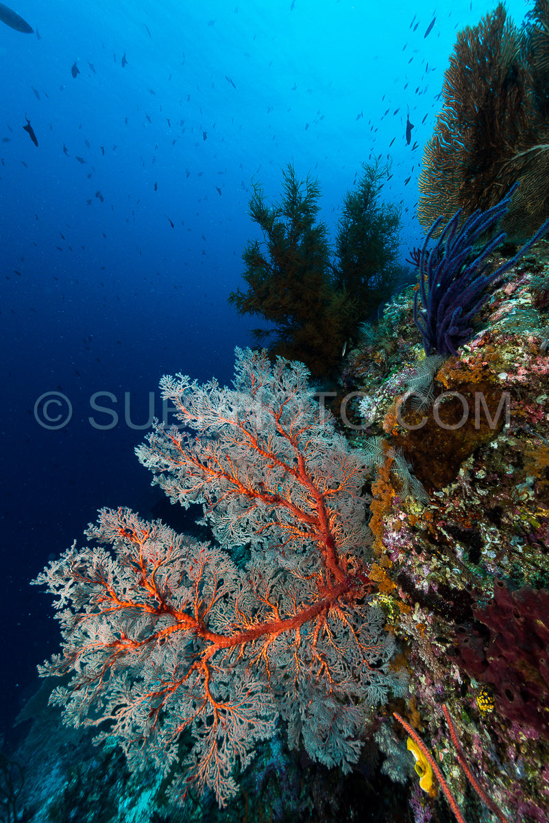 sea fan or gorgonian on the slope of a coral reef with visible water surface and fish and woman diver