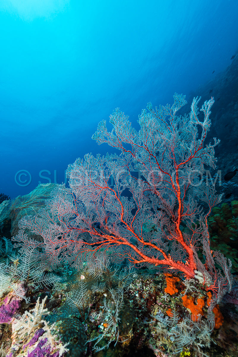 Photo de éventail de mer ou gorgone sur la pente d'un récif corallien avec surface de l'eau visible et poissons et femme plongeuse