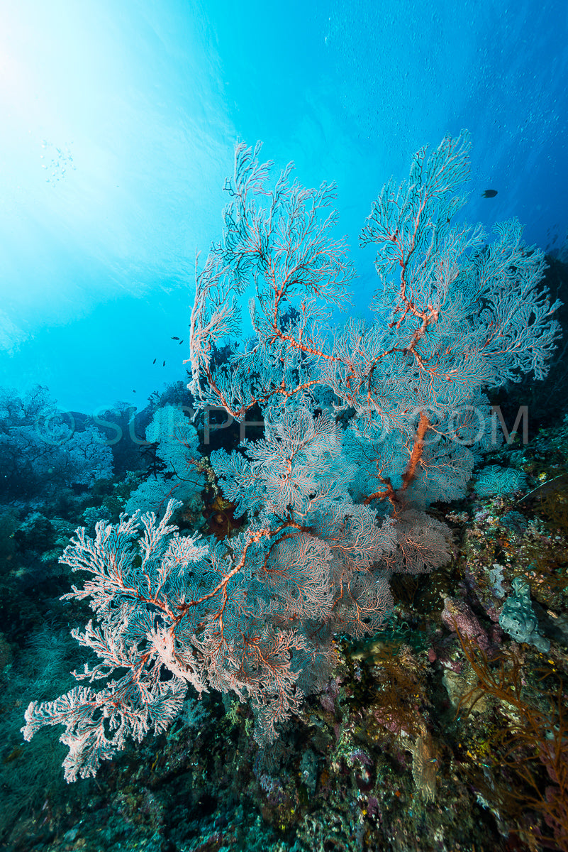 Photo de éventail de mer ou gorgone sur la pente d'un récif corallien avec surface de l'eau visible et poissons et femme plongeuse