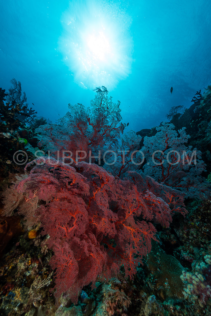 Photo de éventail de mer ou gorgone sur la pente d'un récif corallien avec surface de l'eau visible et poissons et femme plongeuse