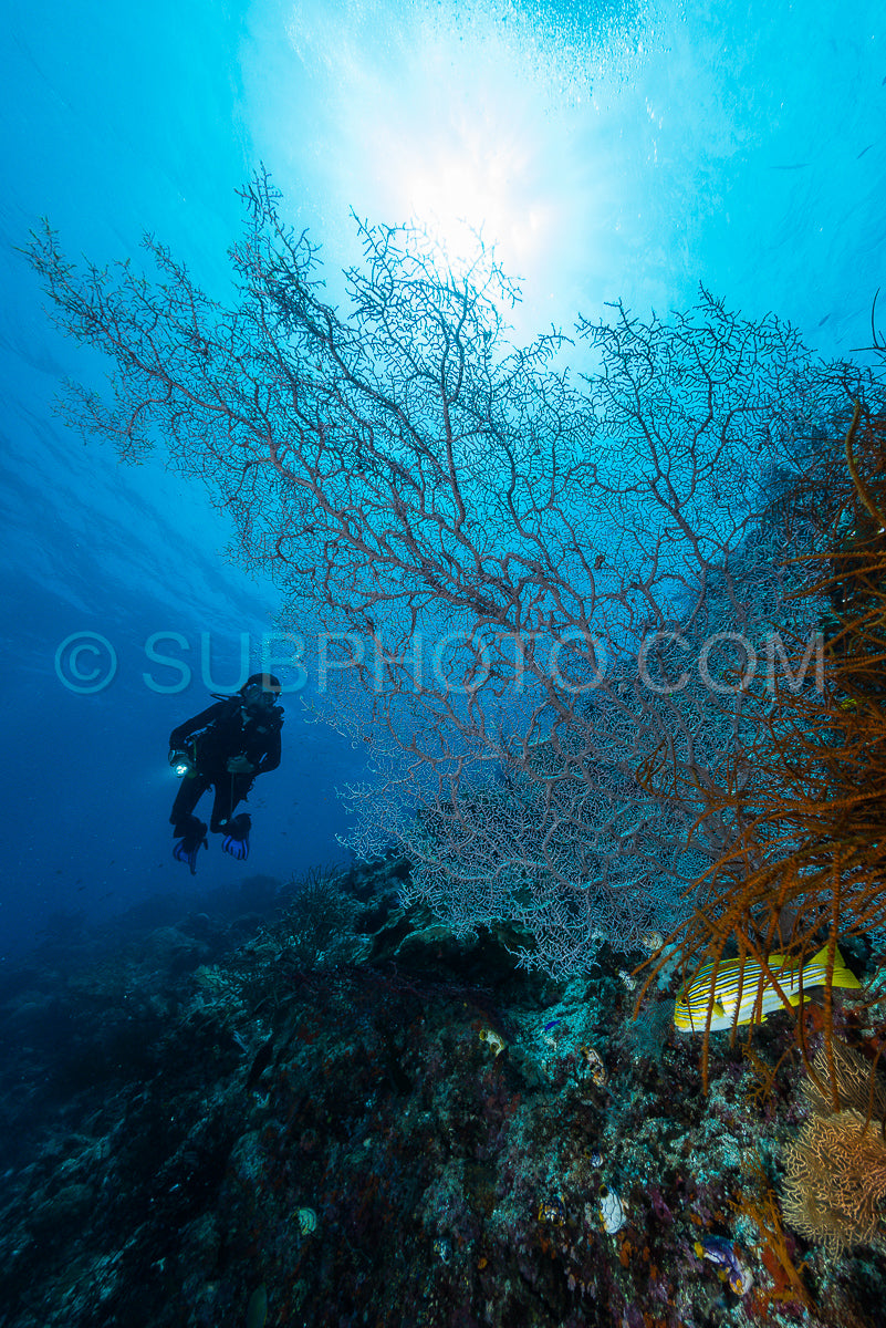 sea fan or gorgonian on the slope of a coral reef with visible water surface and fish and woman diver
