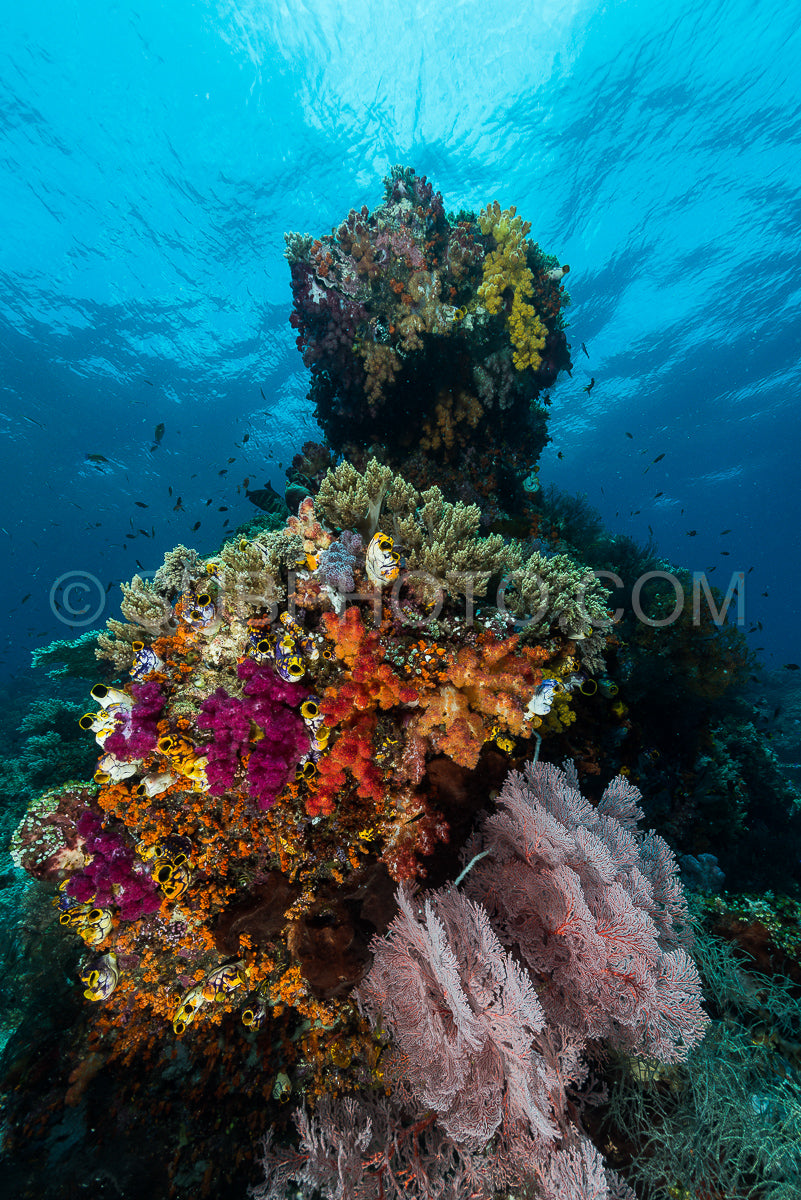 sea fan or gorgonian on the slope of a coral reef with visible water surface and fish
