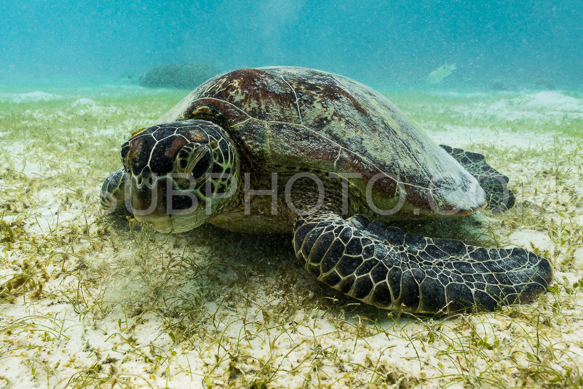 Hawksbill sea turtle feeding on sea weed grass in shallow water