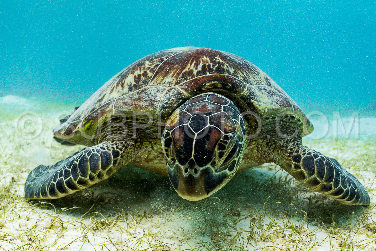 Hawksbill sea turtle feeding on sea weed grass in shallow water
