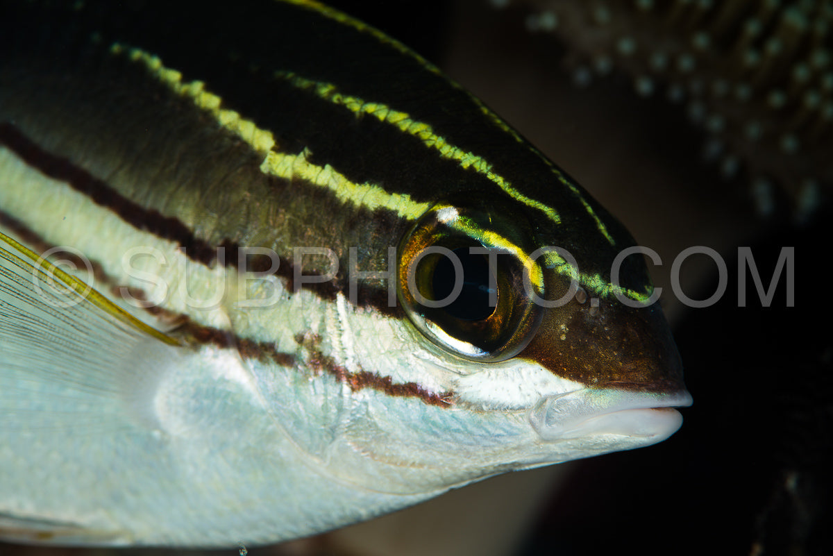 Photo de brème monocle bridée