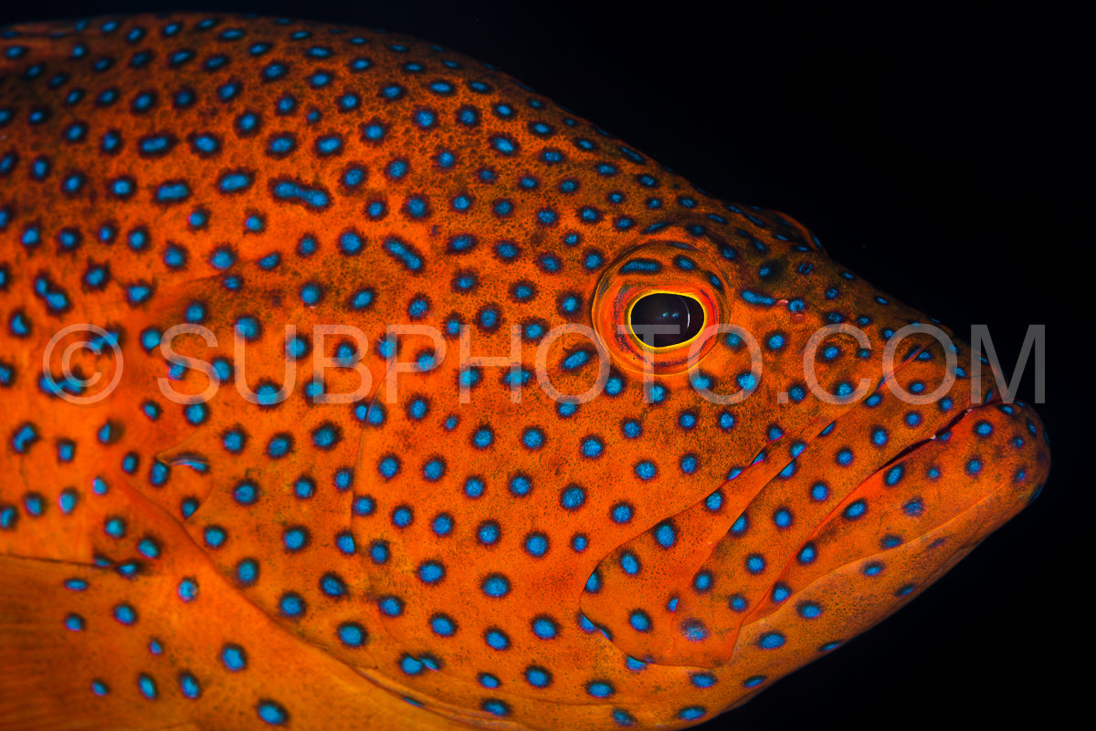 coral grouper on a coral reef