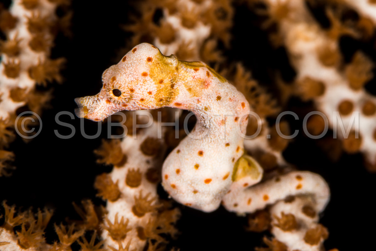 Denise's pygmy seahorse in the Raja Ampat