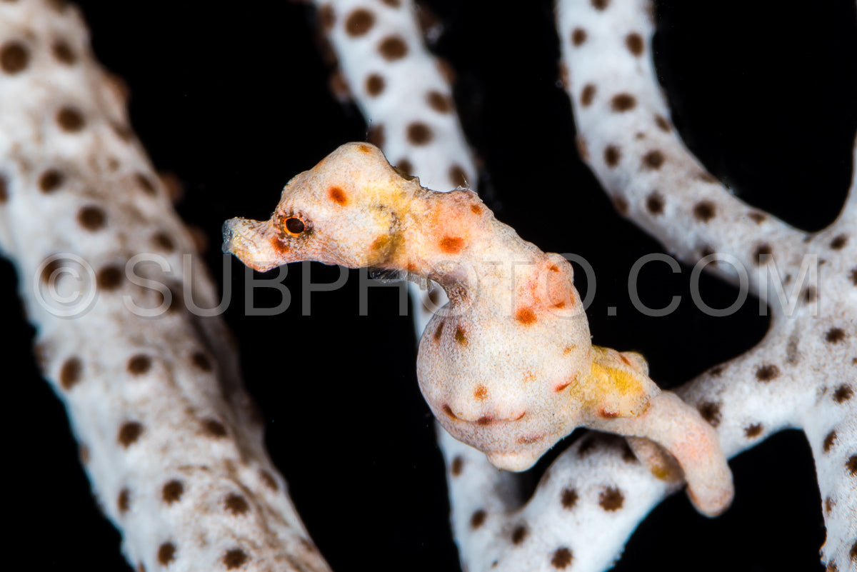 Denise's pygmy seahorse in the Raja Ampat
