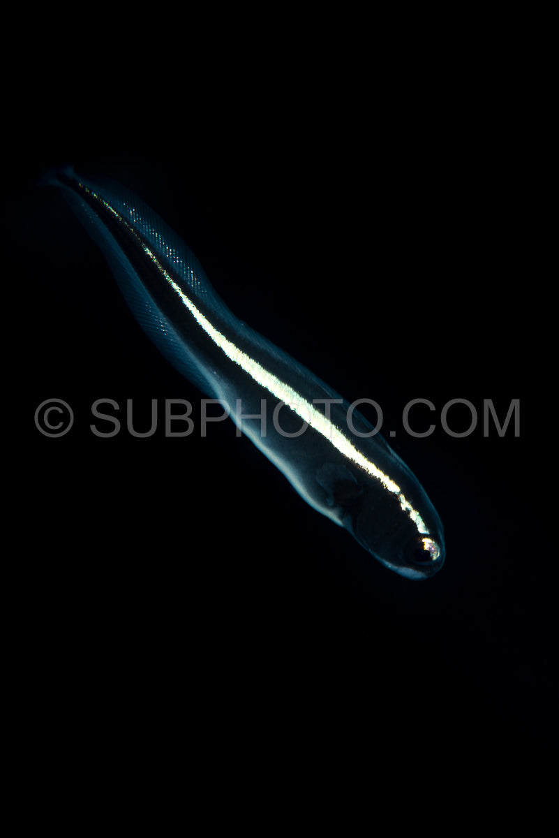 juvenile coral catfish or striped eel catfish or saltwater catfish