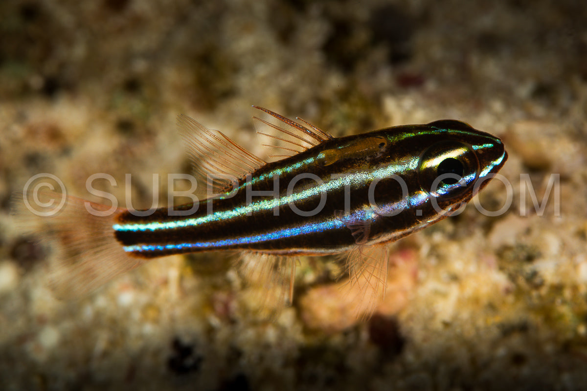 Photo de poisson cardinal à bande noire