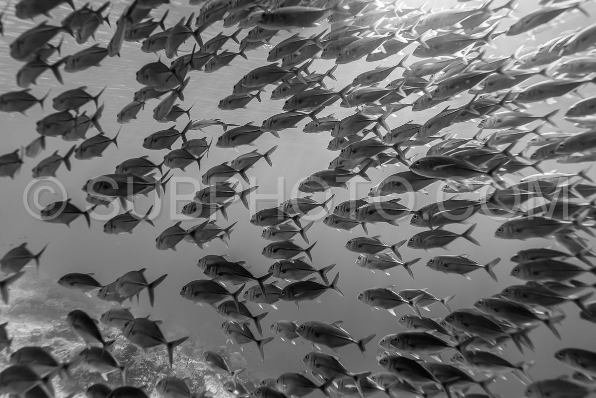 Photo de banc de carangues à gros yeux carangues à gros yeux