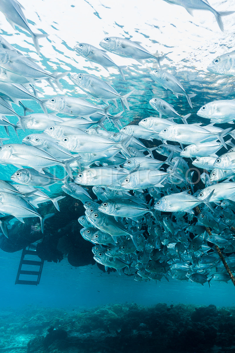 Photo de banc de carangues à gros yeux carangues à gros yeux