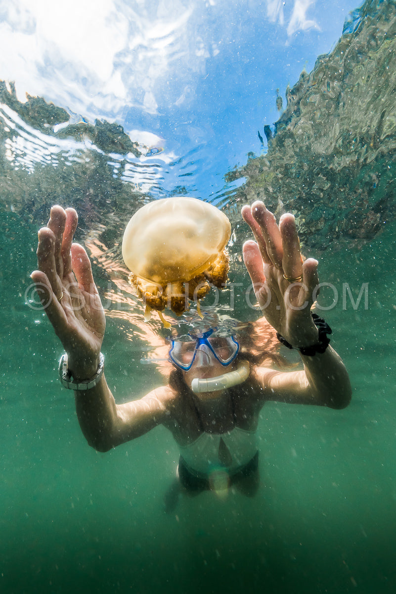 woman snorkeling with Martigias Papua Jellyfish Jellyfish lake Misool Indonesia