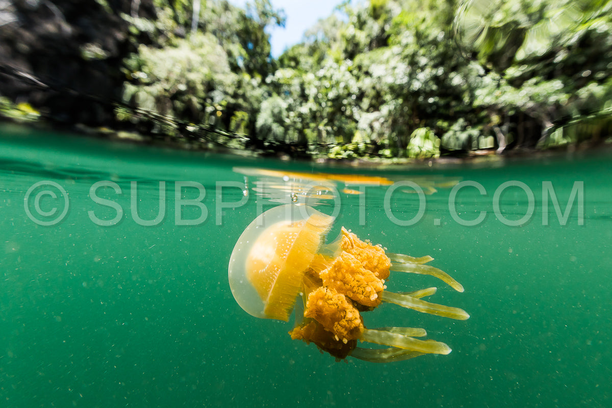 Martigias Papua Jellyfish Jellyfish lake Misool Indonesia