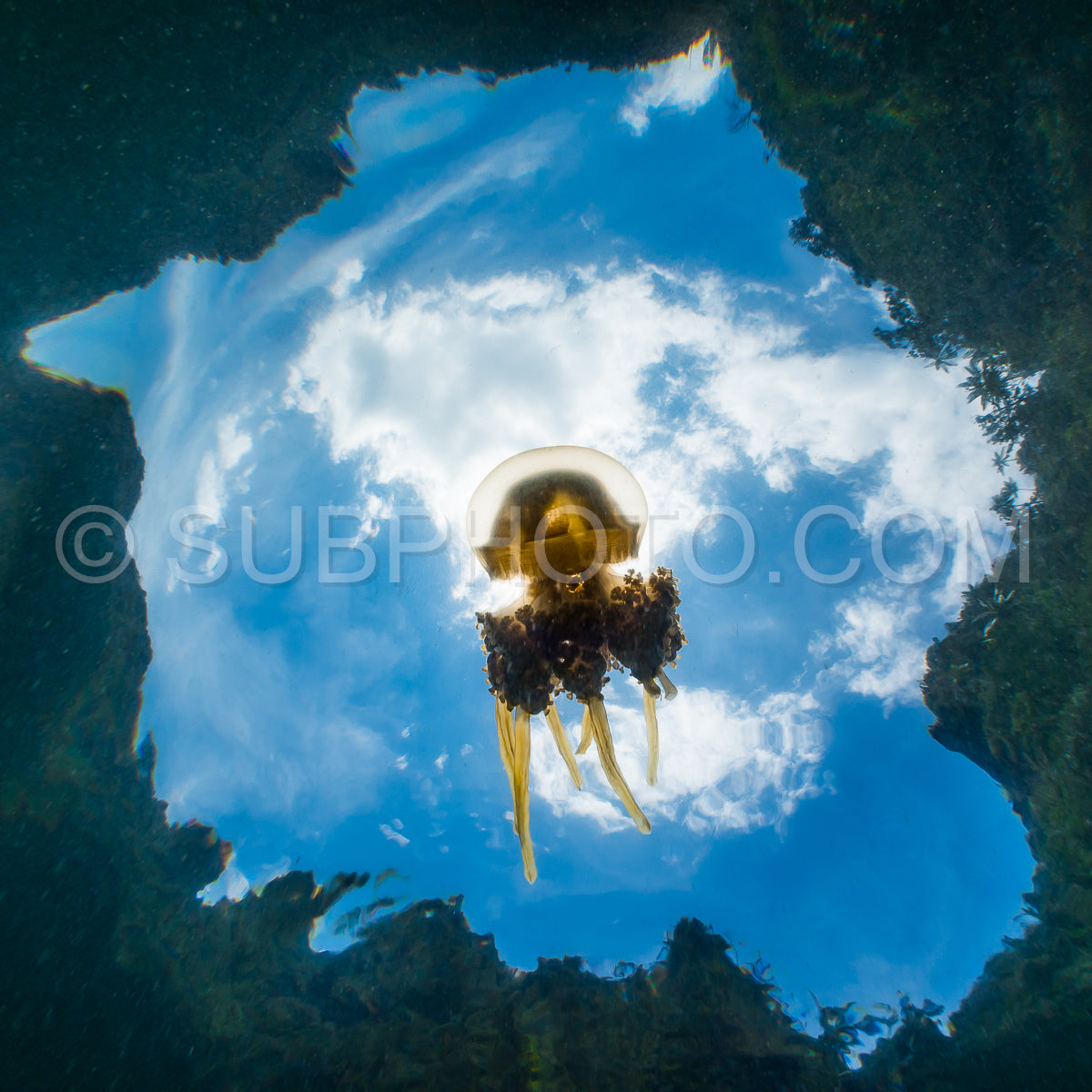Photo de Martigias Papouasie Méduses Lac de méduses Misool Indonésie