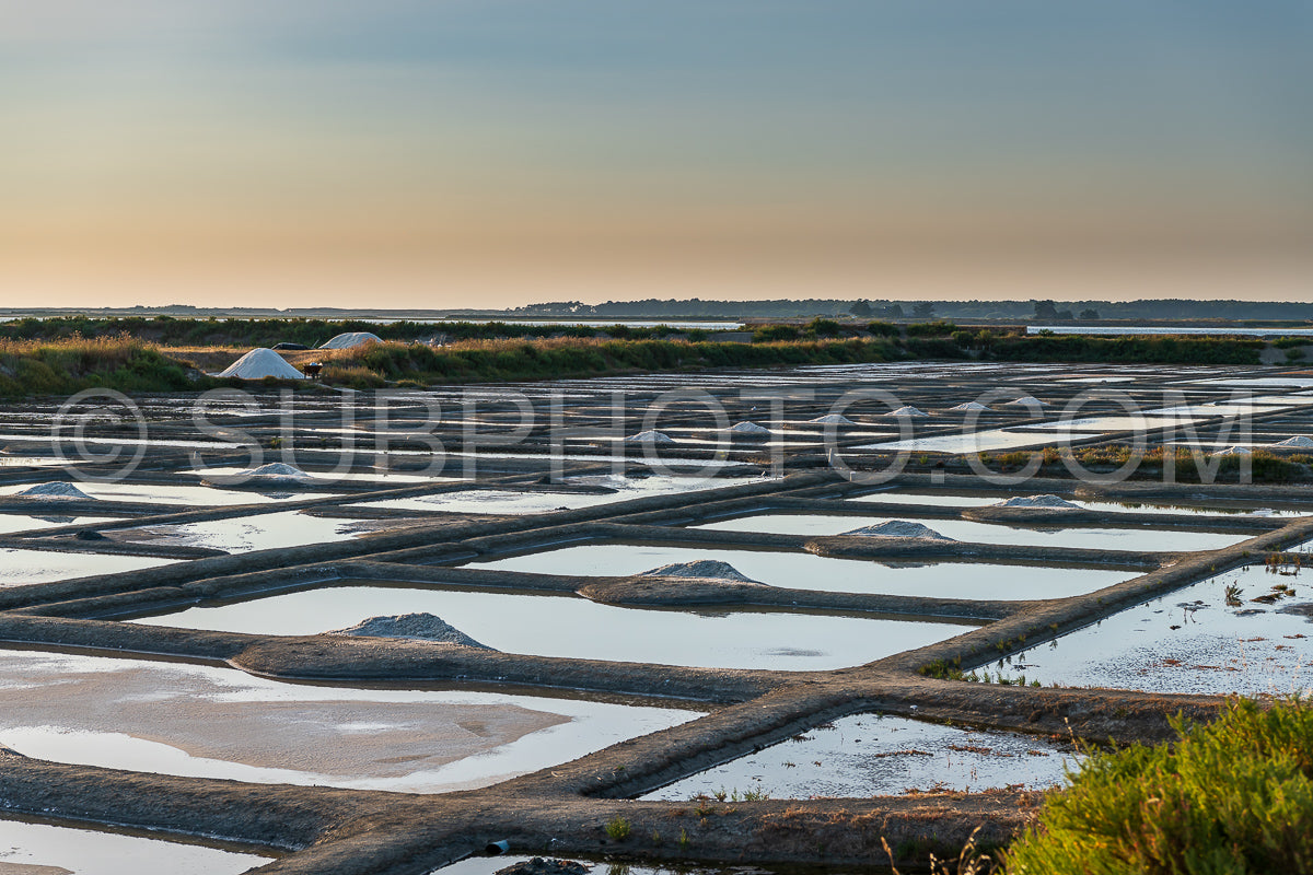 salt marsh at sunset