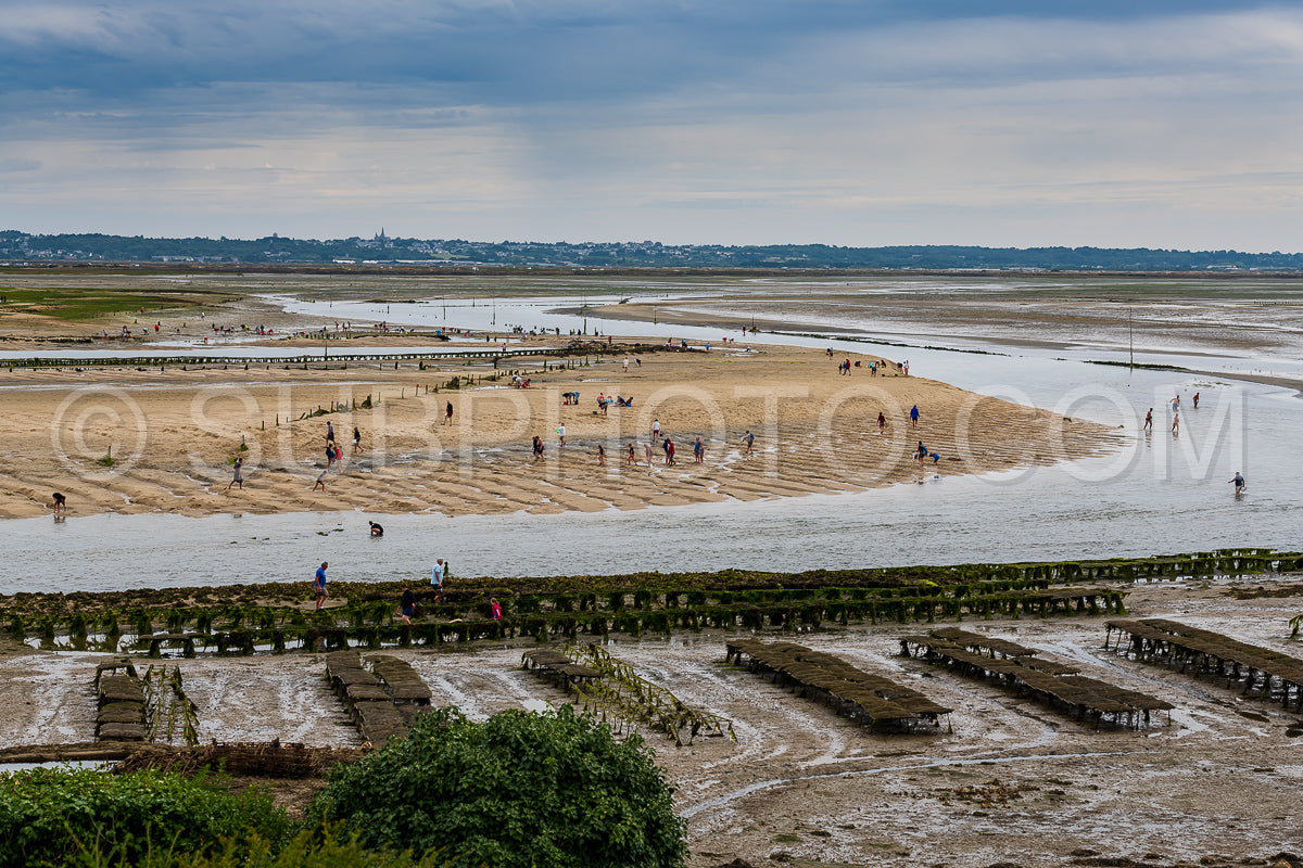 crowd of people harvesting shells at low tide in front of Guerande in the morning in the Traict