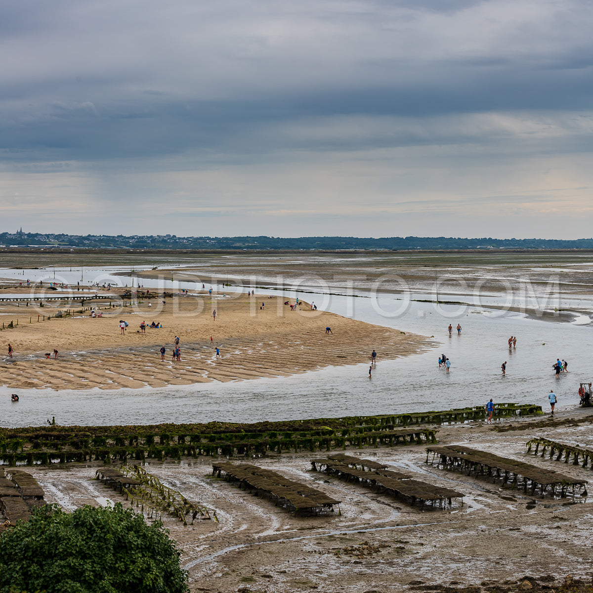 crowd of people harvesting shells at low tide in front of Guerande in the morning in the Traict