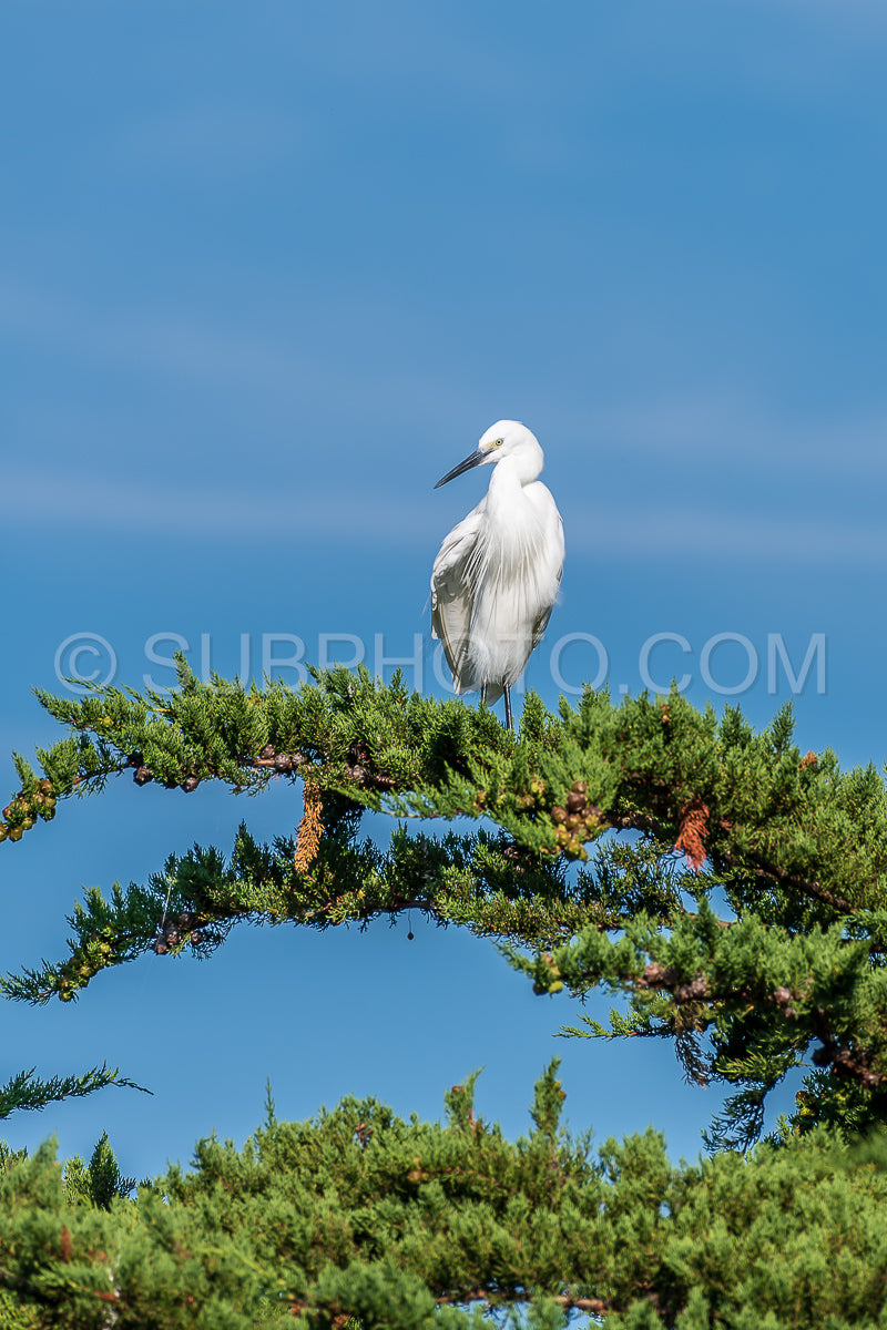 egret resting on a pine tree