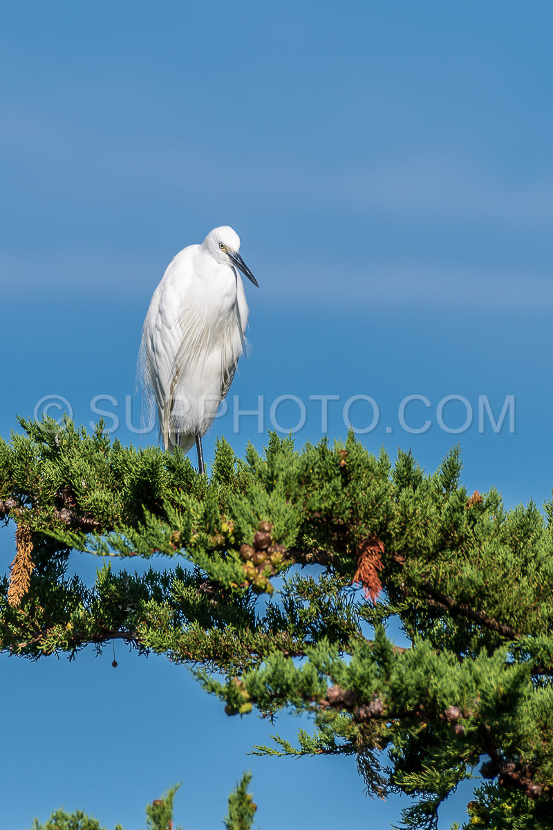 egret resting on a pine tree