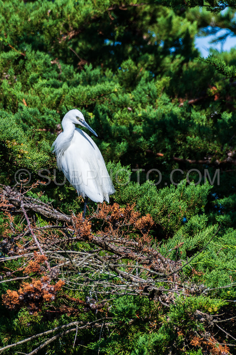 egret resting on a pine tree