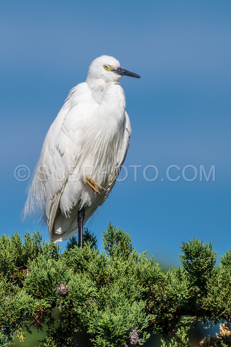 egret resting on a pine tree