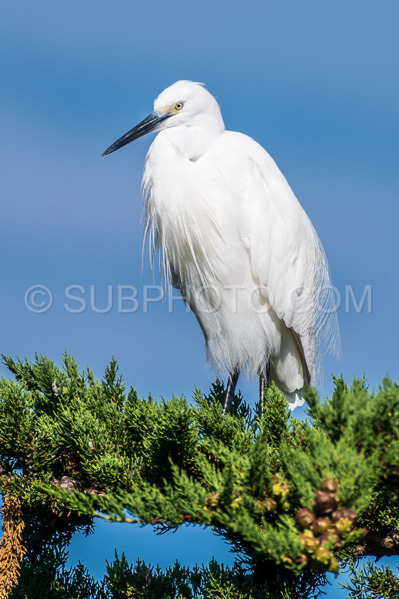 egret resting on a pine tree
