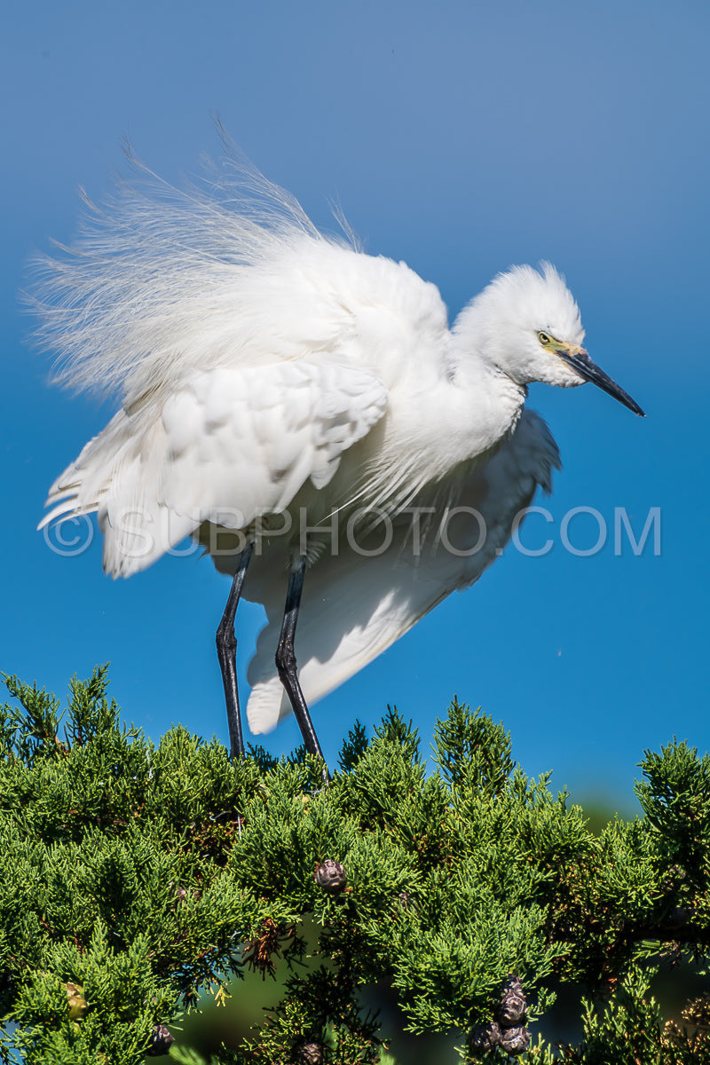 egret resting on a pine tree