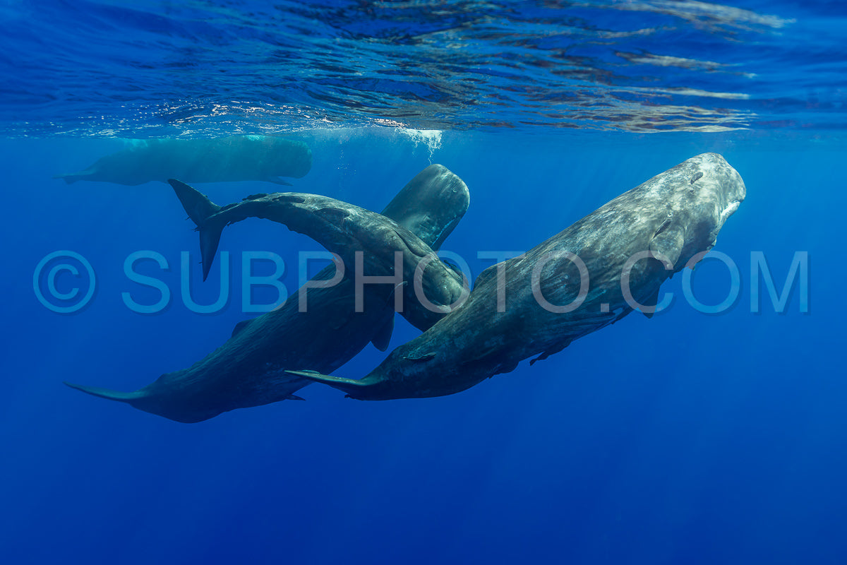 Photo de cachalot autour de l'île Maurice