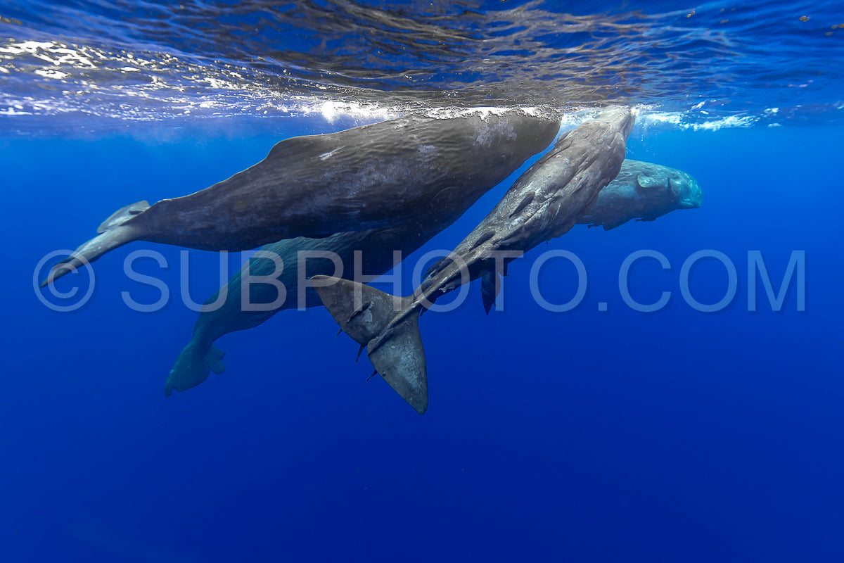 sperm whale or cachalot around the island of Mauritius