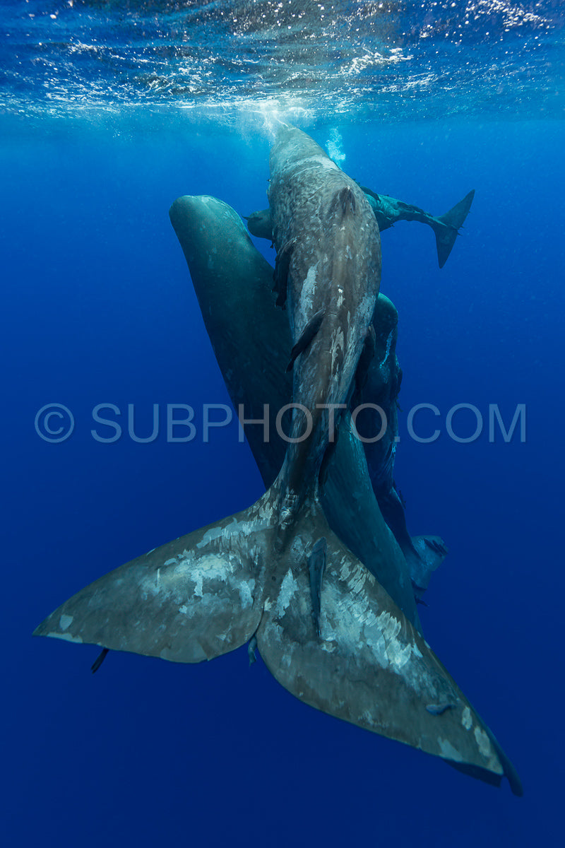 Photo de cachalot autour de l'île Maurice