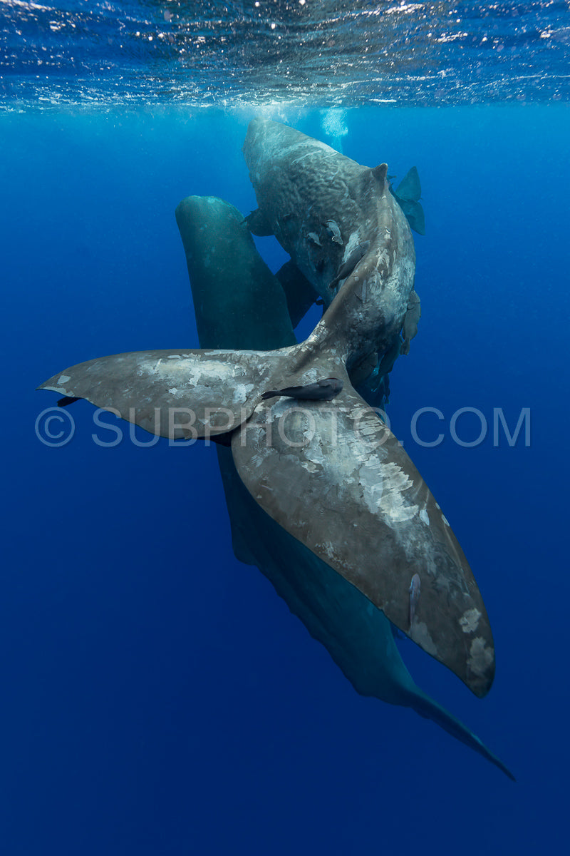 sperm whale or cachalot around the island of Mauritius