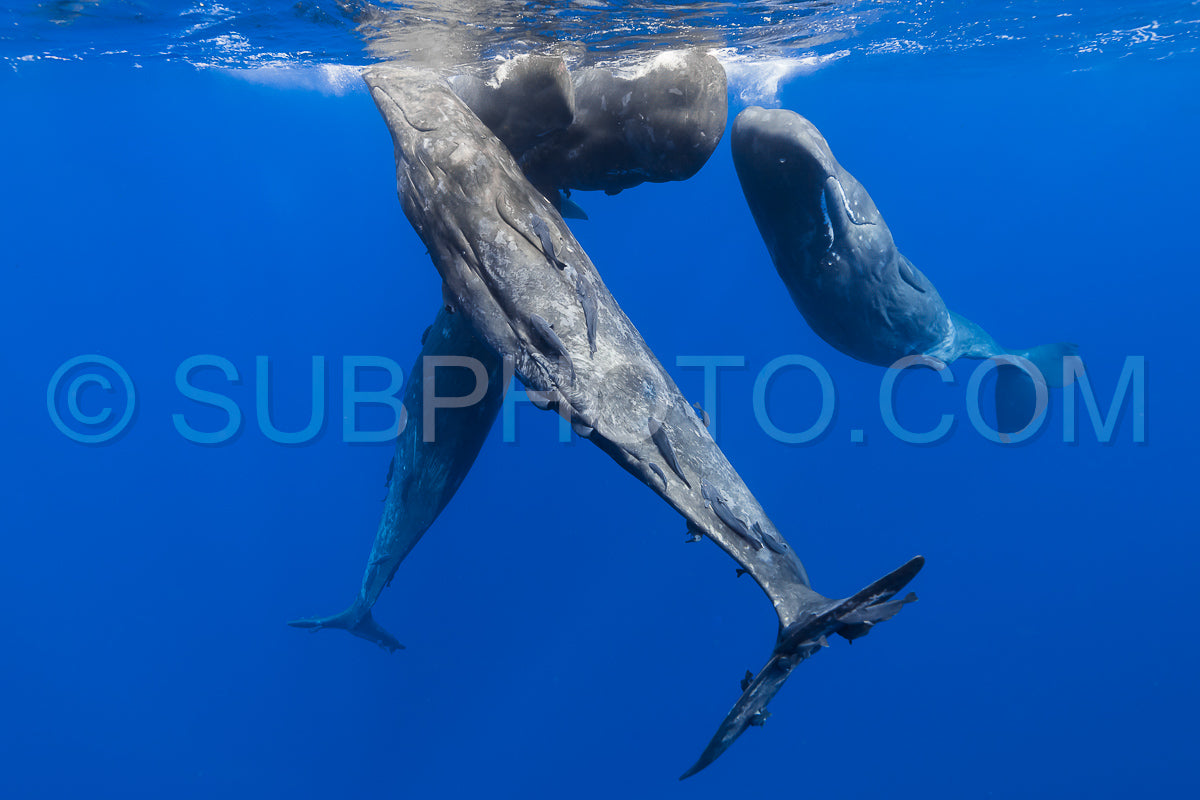 sperm whale or cachalot around the island of Mauritius