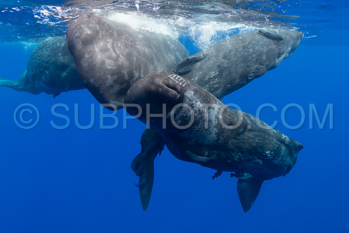 Photo de cachalot autour de l'île Maurice