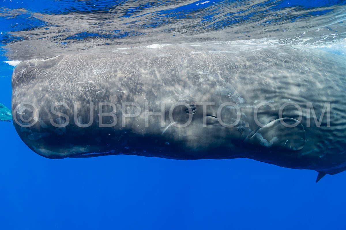 Photo de cachalot autour de l'île Maurice