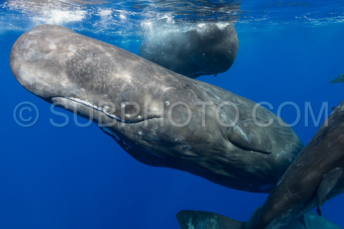 sperm whale or cachalot around the island of Mauritius
