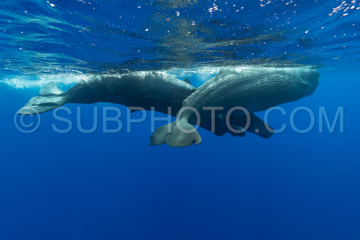 Photo de cachalot autour de l'île Maurice