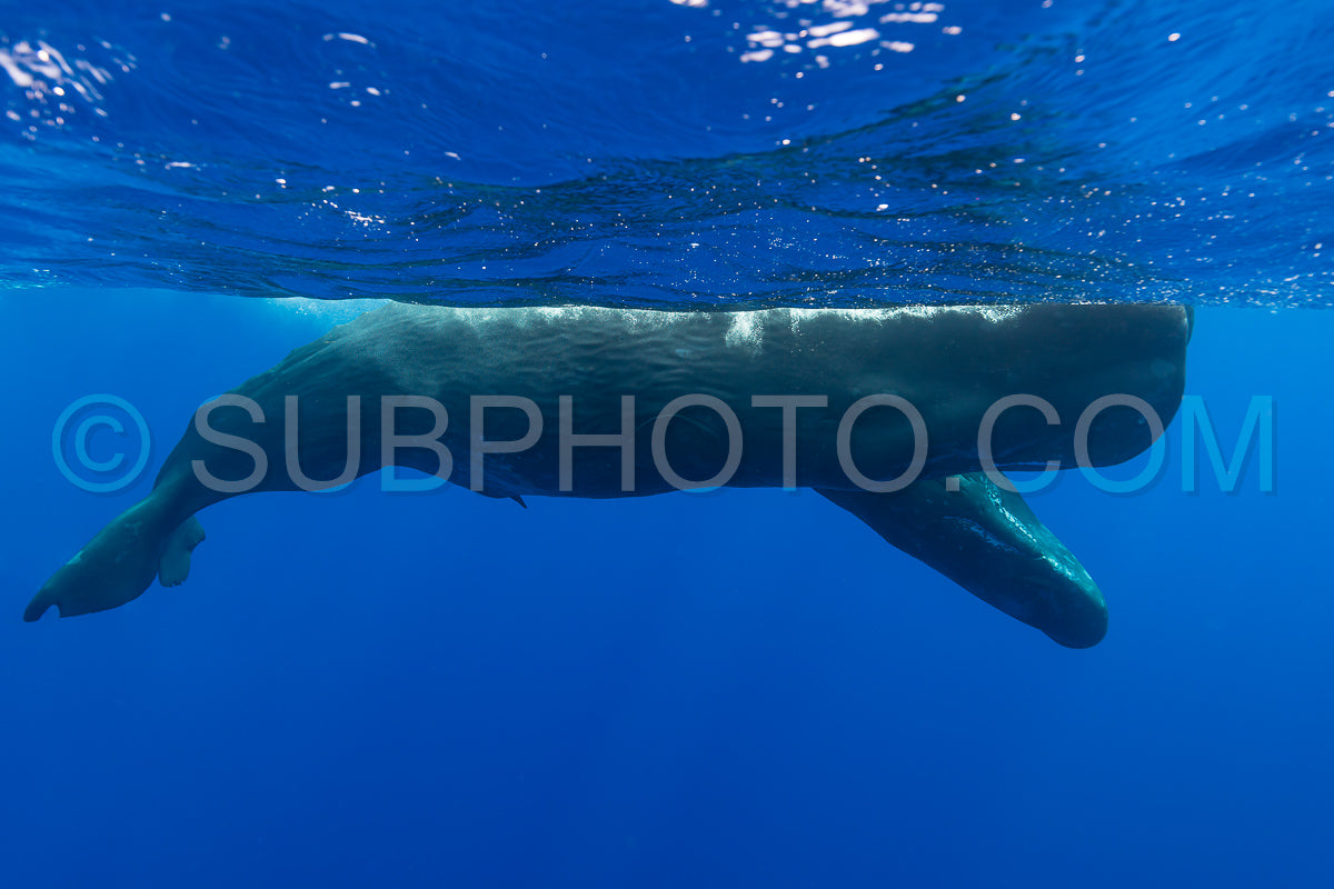 sperm whale or cachalot around the island of Mauritius