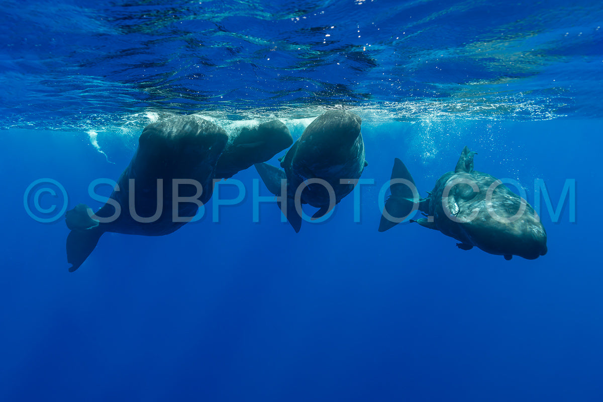 Photo de cachalot autour de l'île Maurice