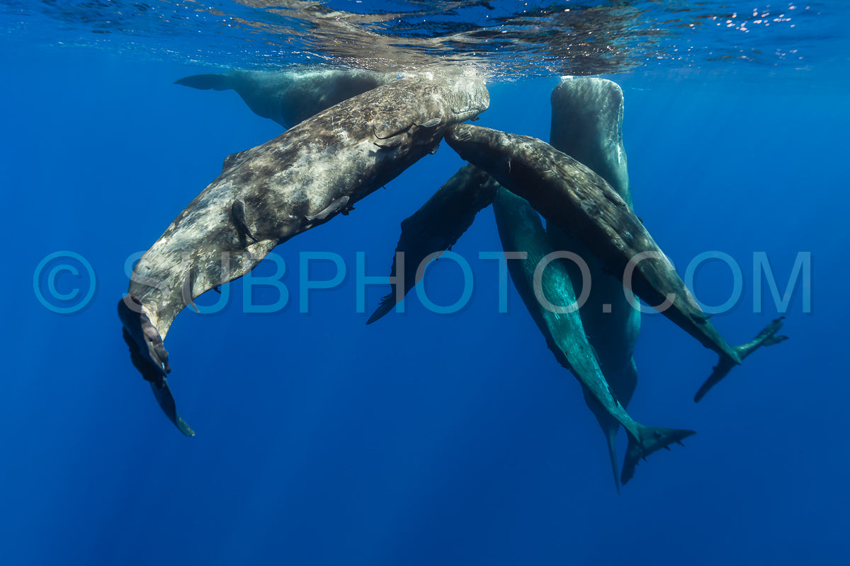 Photo de cachalot autour de l'île Maurice