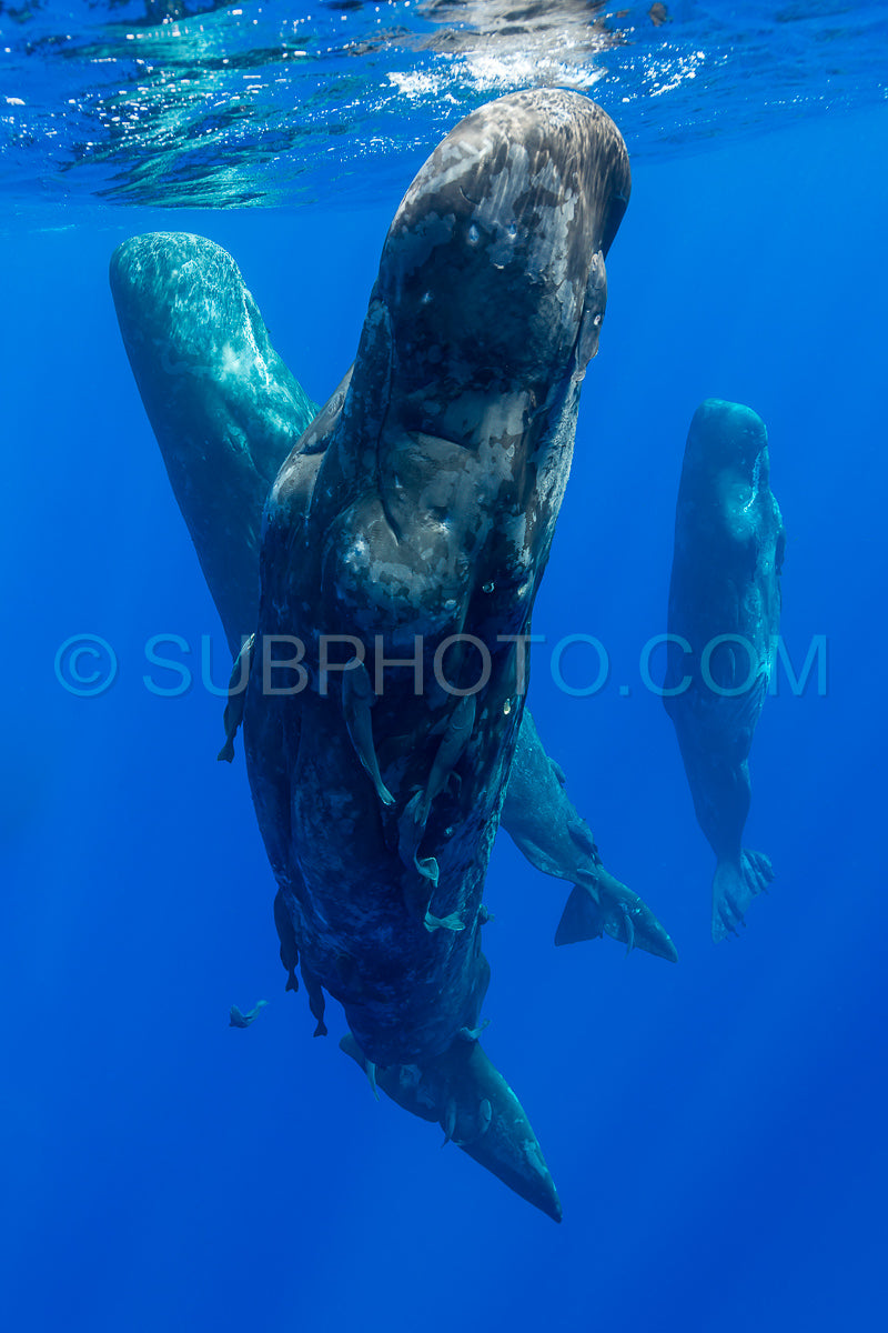 Photo de cachalot autour de l'île Maurice