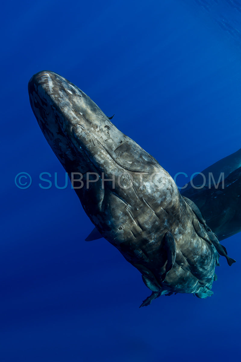 sperm whale or cachalot around the island of Mauritius