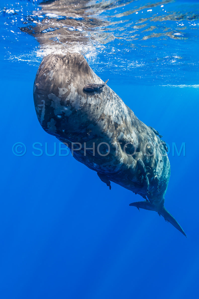 sperm whale or cachalot around the island of Mauritius
