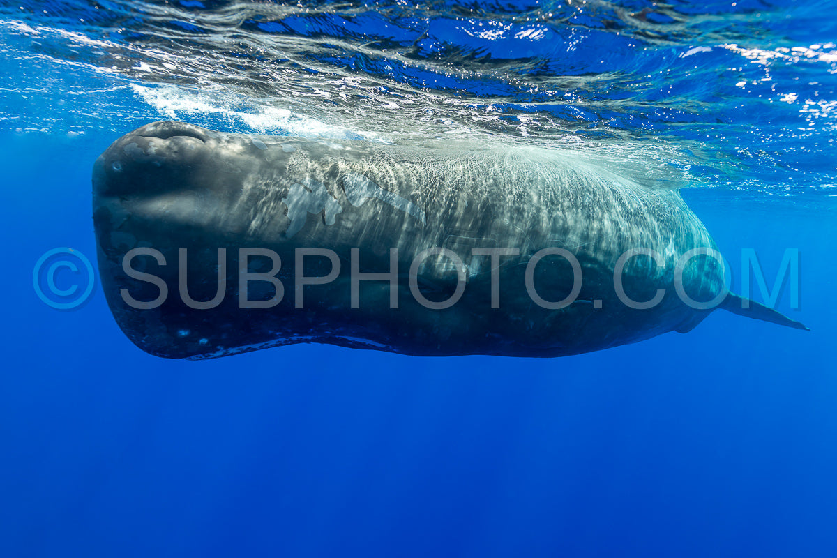 sperm whale or cachalot around the island of Mauritius