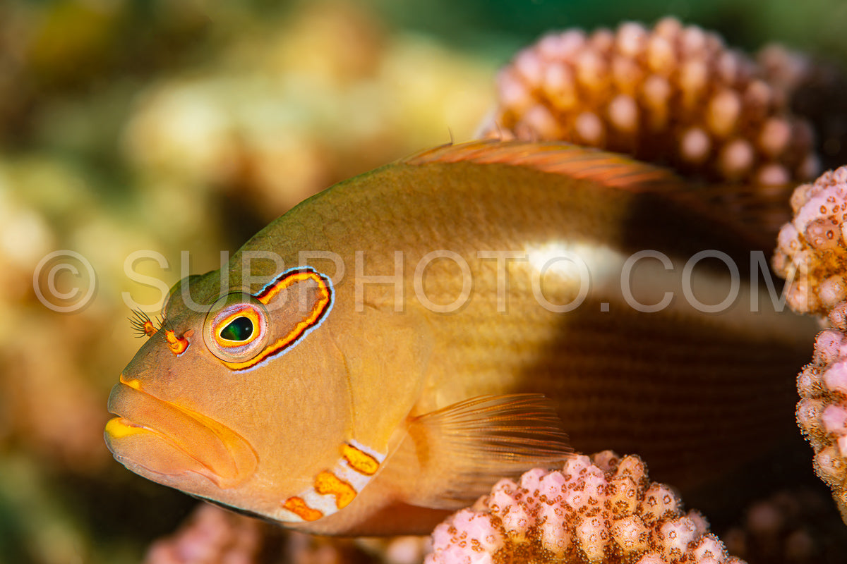 arc-eye hawkfish on coral